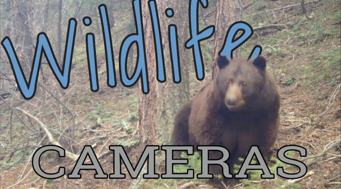 Boulder Wildlife Cameras
