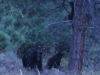 bearfam